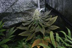 white berry