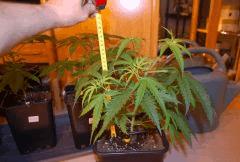 Critical CBD