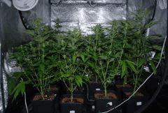 Les feuilles bien en l'air !