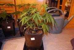 Critical CBD