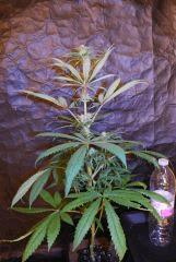 Skunk