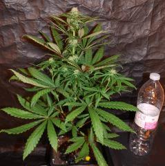 Skunk