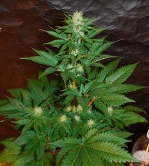 White Berry 1