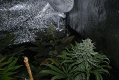 skunk2
