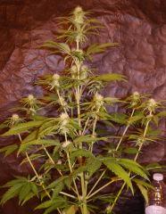 super OG KUSH 2