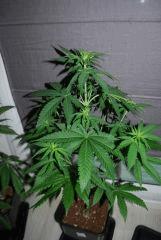 Super OG KUSH