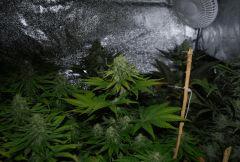 super Og