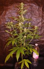 super OG KUSH 2