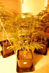 Critical CBD
