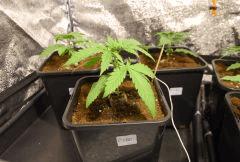 CRITICAL CBD