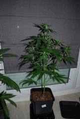 Super OPG KUSH