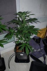 Skunk