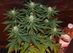 critical cbd naine...