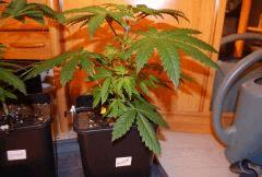 Skunk