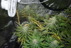critical cbd2