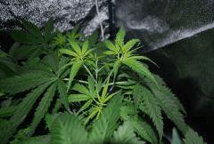 Critical CBD apex tailler