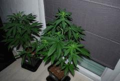White Berry et Super OG KUSH