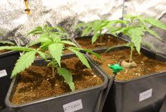 CRITICAL CBD