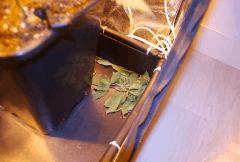 Taillage des feuilles du bas