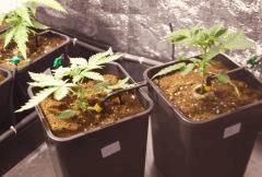 WHITE BERRY PARADISE SEEDS