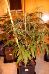 Critical CBD