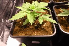 SUPER OG KUSH