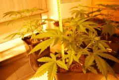 Super OG Kush