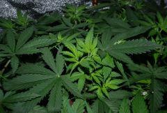 Critical CBD apex tailler