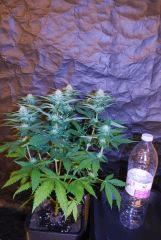 critical cbd naine...