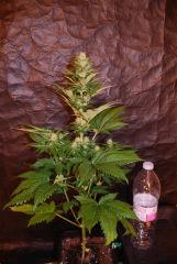 White Berry 1