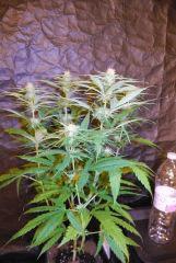 Critical cbd