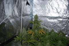 skunk,super og,critical