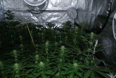 10 Jours de floraison
