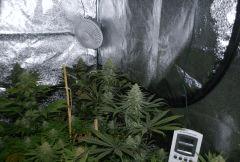 skunk