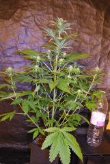 super OG KUSH 1