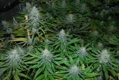 critical Cbd