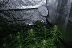 10 Jours de floraison