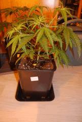 Critical CBD