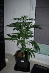 White Berry