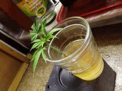 test bouture "eau de saule"