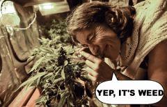 Indentifying Weed