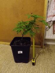 Buddha Sister V