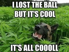 happy dog