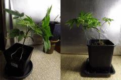Kandy Kush 2 evolution