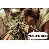 Indentifying Weed