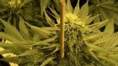 Big Jack - 35 jours de floraison