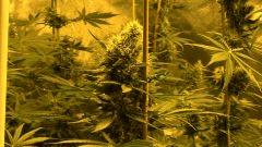 Big Jack 42 jours de floraison