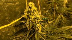Orange Bud 42 jours de floraison