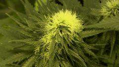 Orange Bud - 35 jours de floraison