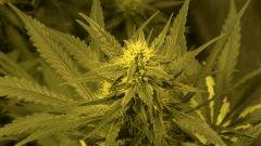 Big Jack - 35 jours de floraison